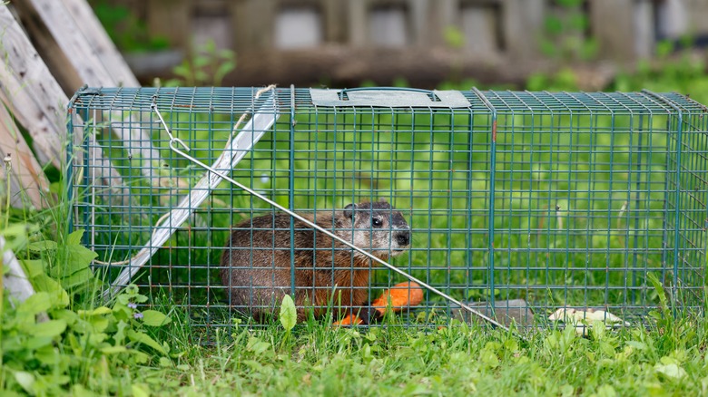 groundhog in humane trap