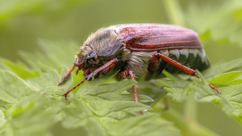 June bug close-up