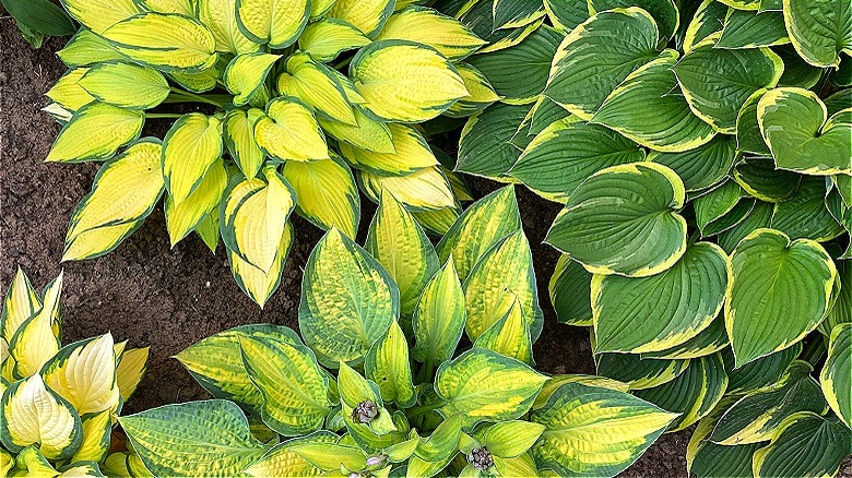 Hostas in garden bed