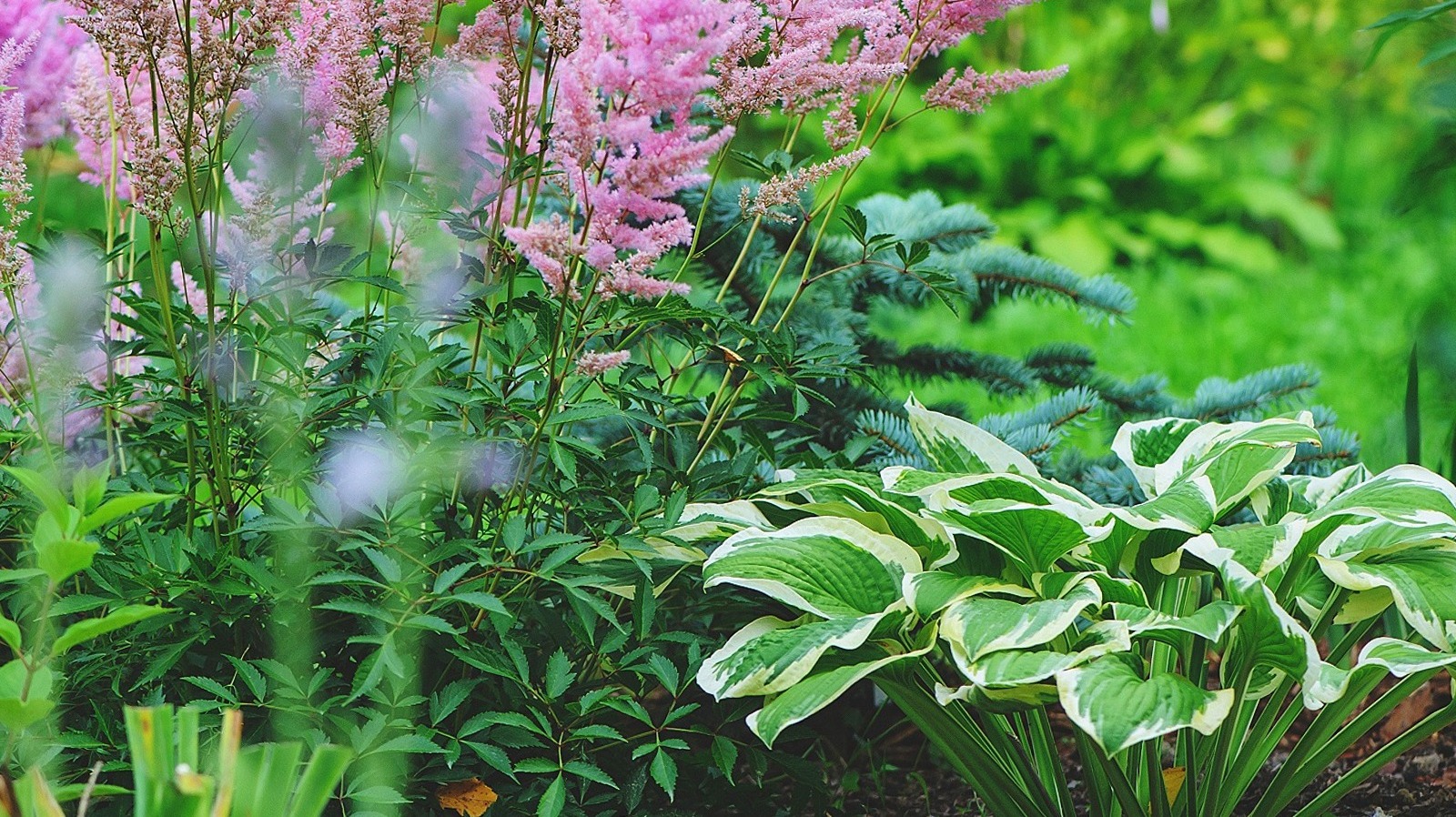 Use This Low-Maintenance Perennial To Make Your Garden Look Fuller On A ...