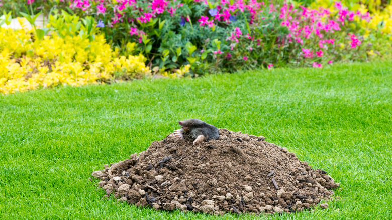 mole in lawn