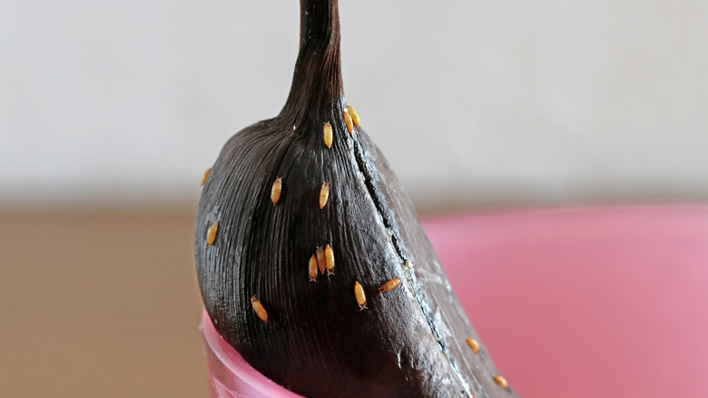 gnat larvae on a rotting banana