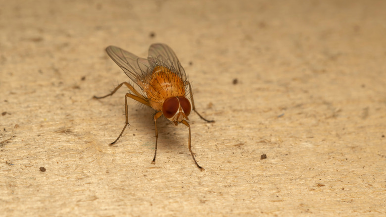 gnat on wood