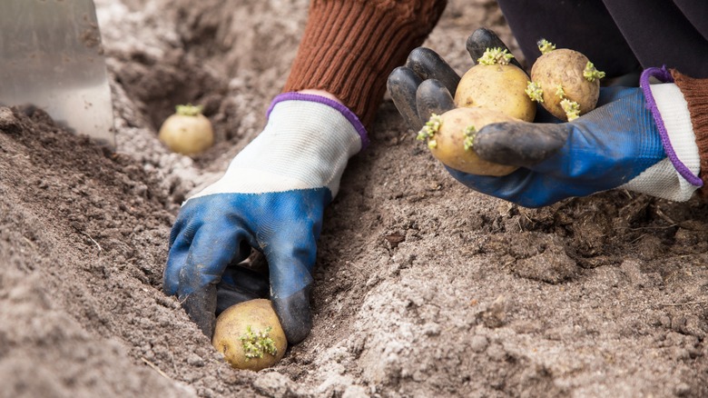 Potatoes being planted