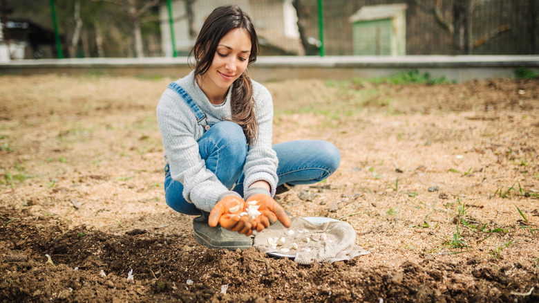 woman planting garlic