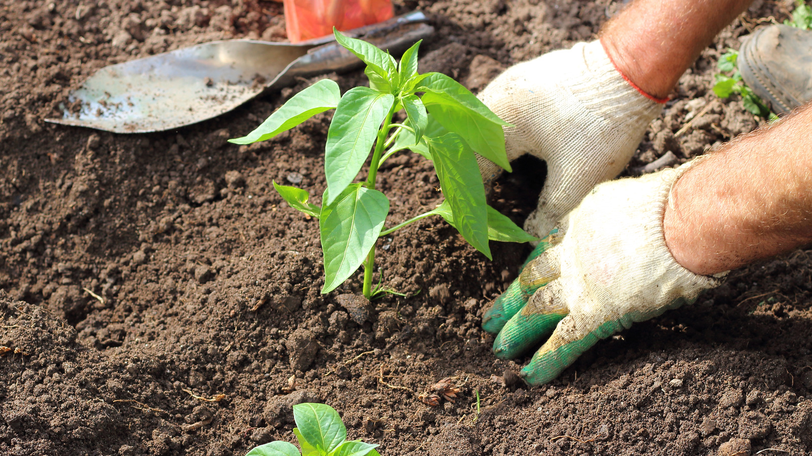 Use This Smart Gardening Tip To Get The Most Out Of Your Pepper Plants