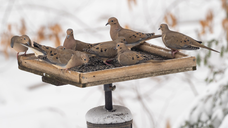 mourning doves on feeder