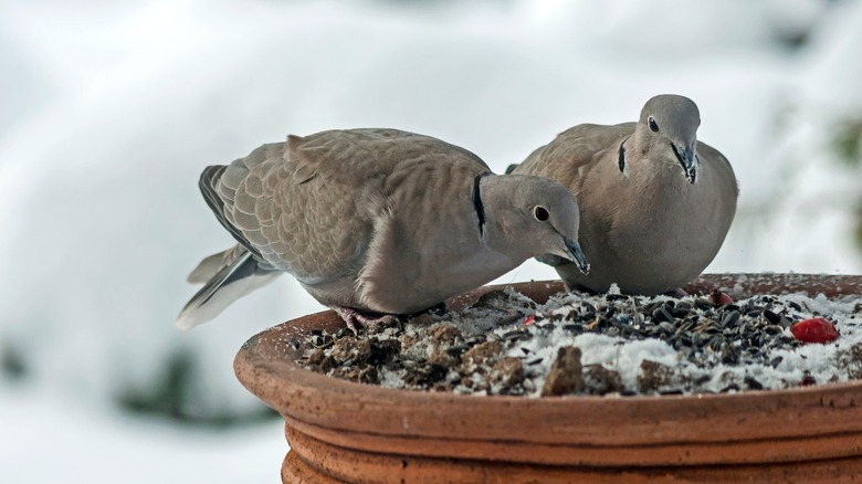 mourning doves on feeder 