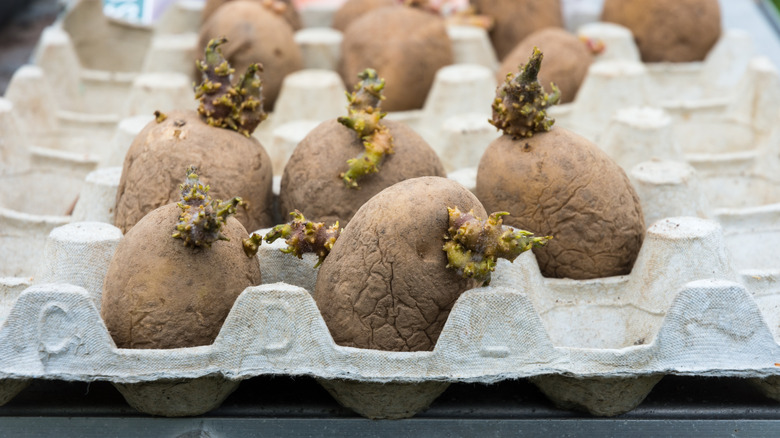 chitting potatoes in egg carton