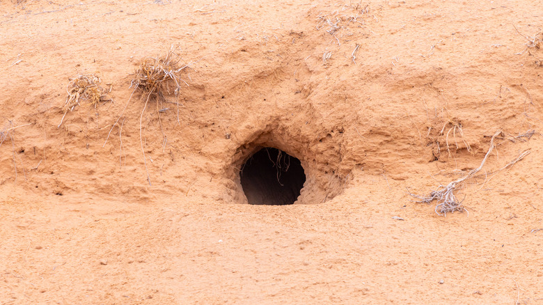 Rat burrow hole in ground