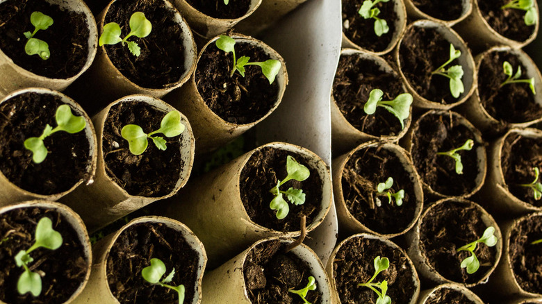 toilet paper roll seed starters