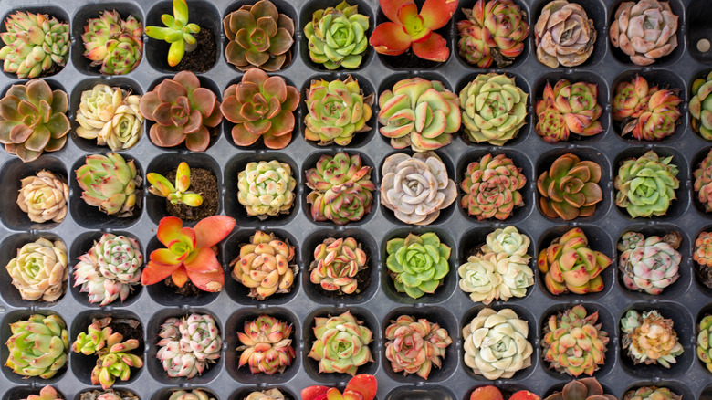 Mini succulents in tray