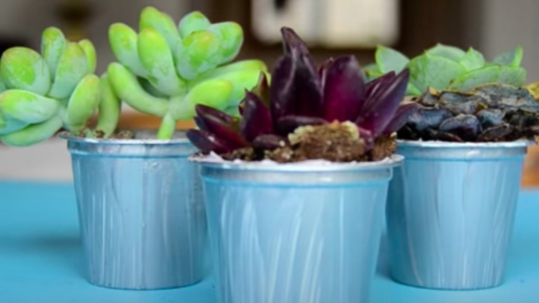 Mini succulents in coffee pods