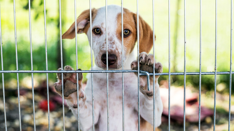 Puppy behind fence
