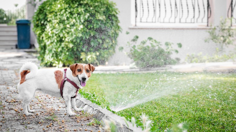 Jack Russell and lawn sprinkler