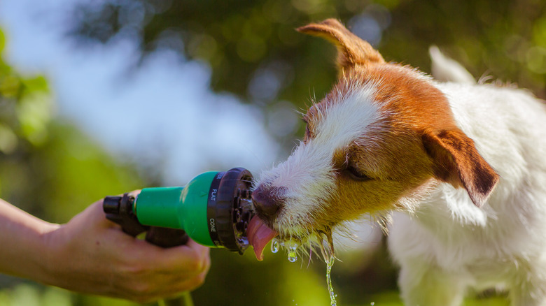 Terrier drinking from hose