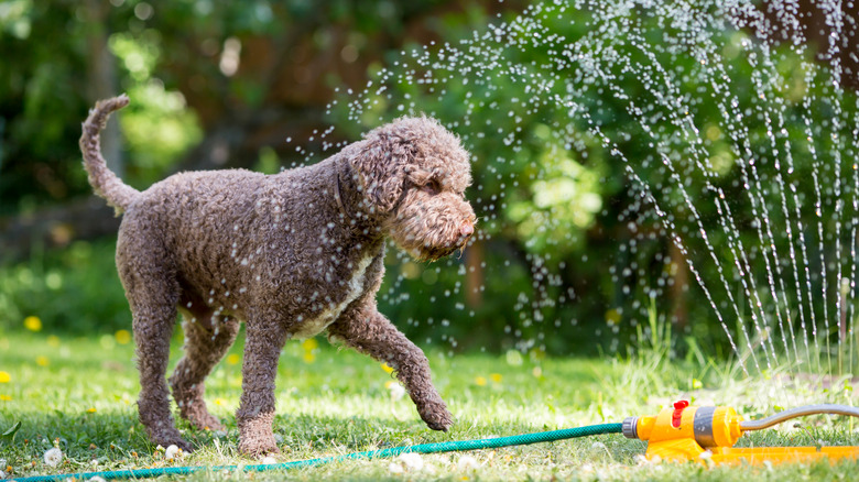 dog splashing in sprinkler 