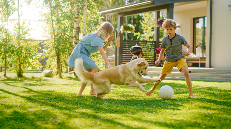 Golden retriever and kids playing
