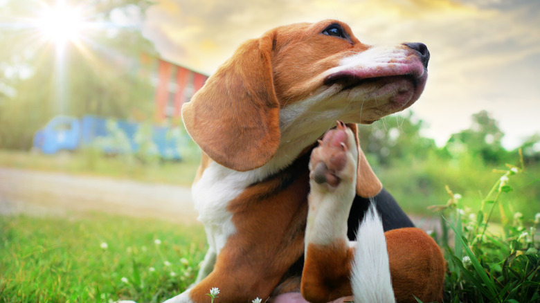 Beagle puppy scratching in grass