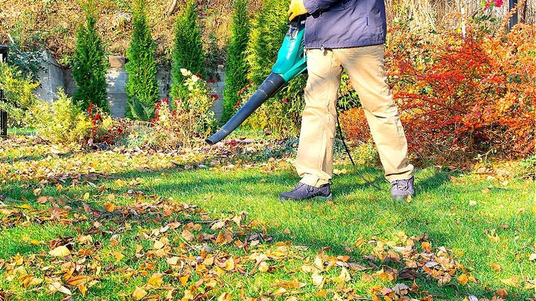 Leaf blowing fall leaves