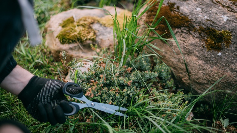 person cutting grass