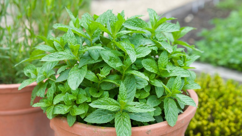 Potted mint plant