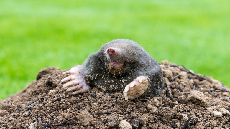 Mole popping out of ground