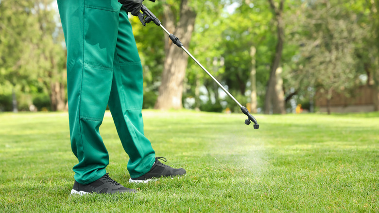 A person spraying lawn with pesticide