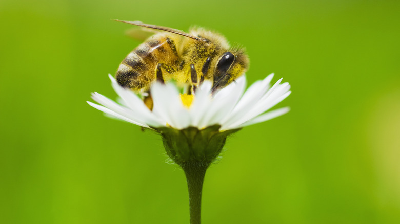 A honey bee collecting pollen from a daisy