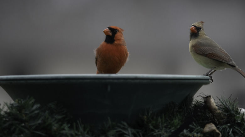 Two birds perched on birdbath