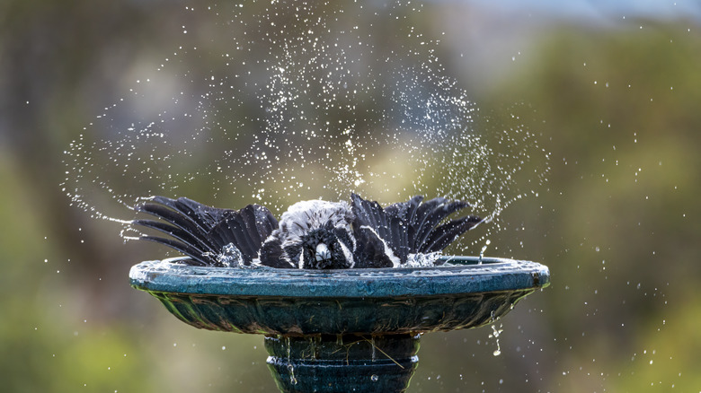 Magpie bathes in birdbath