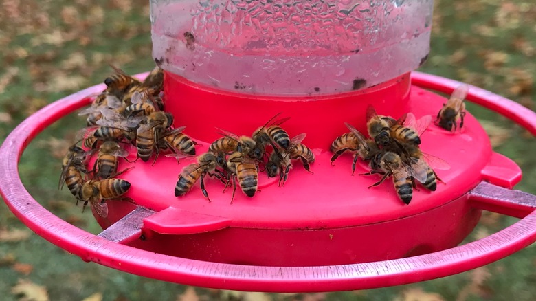 Bees on hummingbird feeder 