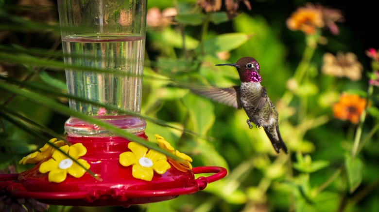 Hummingbird at feeder 