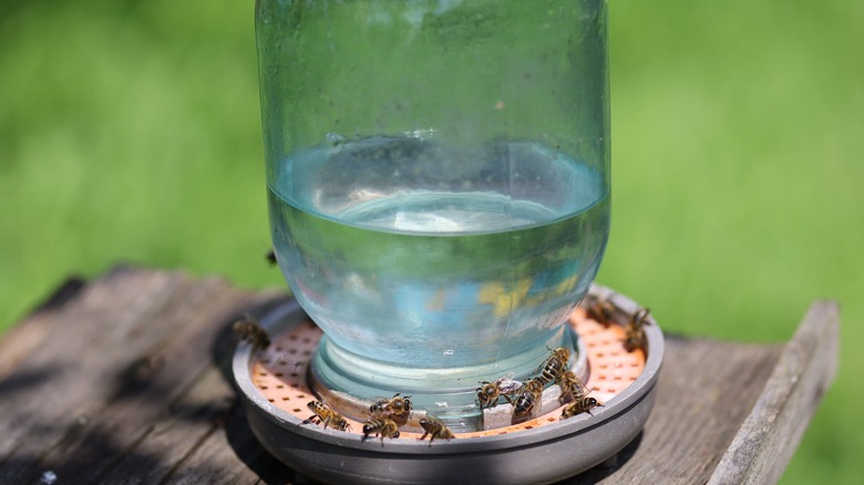 Bee feeder 