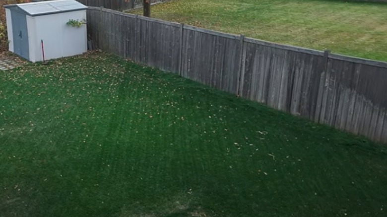 A comparison photo showing the color of Blackout grass compared to regular turf in a neighbor's yard