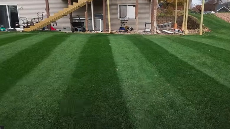 A striped lawn grown with Blackout tall fescue