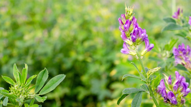 field of flowering alfalfa