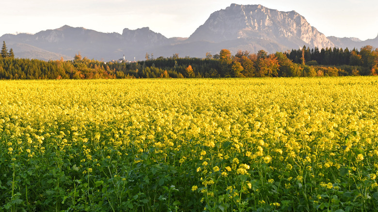 flowering mustard plants