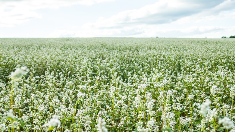 field of buckwheat