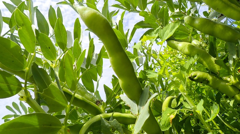 field of fava beans