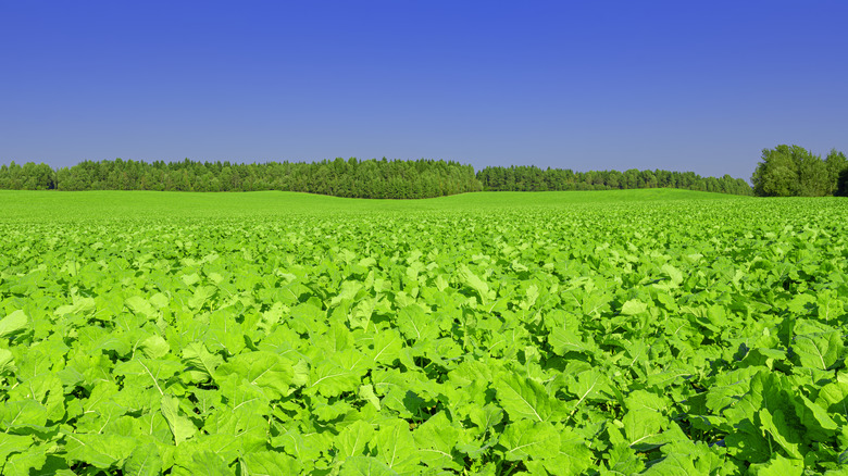 forage radish growing in a field