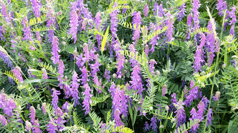 field of hairy vetch