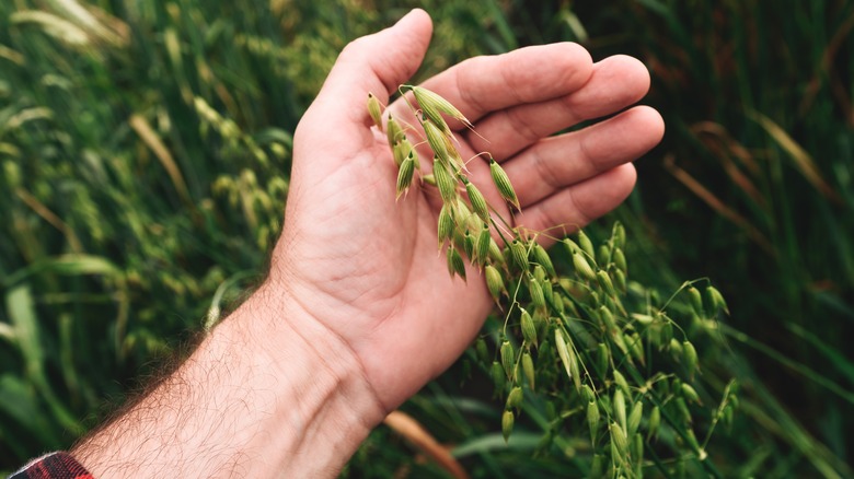 farmer examining an oat crop