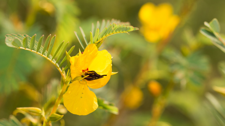 yellow partridge pea flower