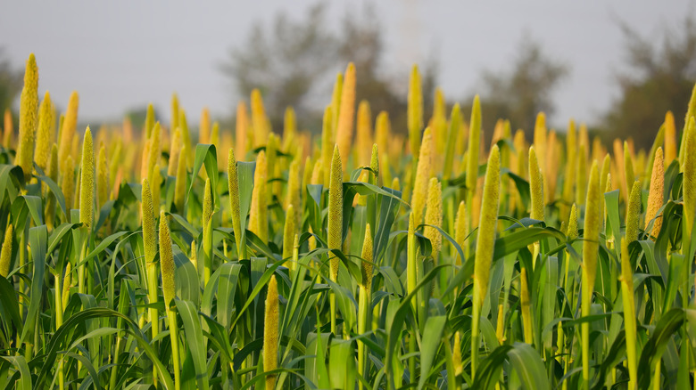 pearl millet growing in a field