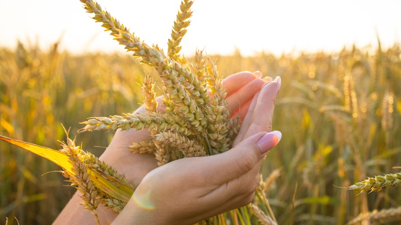 hands holding rye in a field