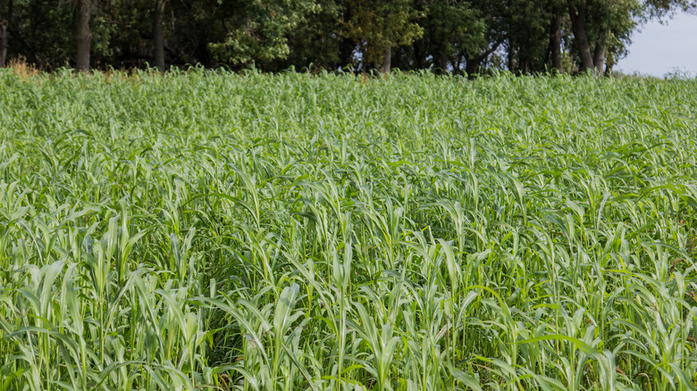 sorghum sudangrass as a cover crop