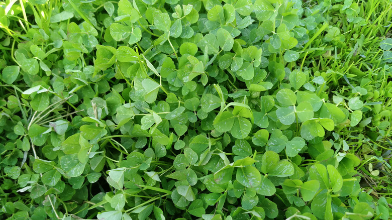 lush subterranean clovers