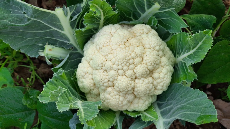 Cauliflower plant 