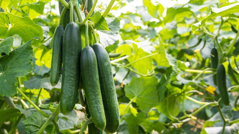 Ripe cucumbers on plant